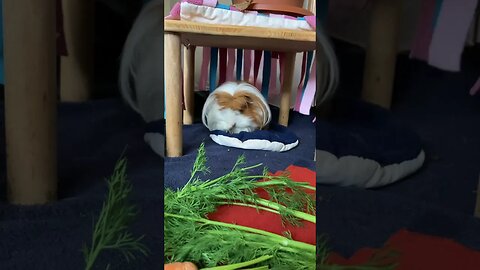 Guinea pig afternoon with munching, cleaning and a kiss 💋