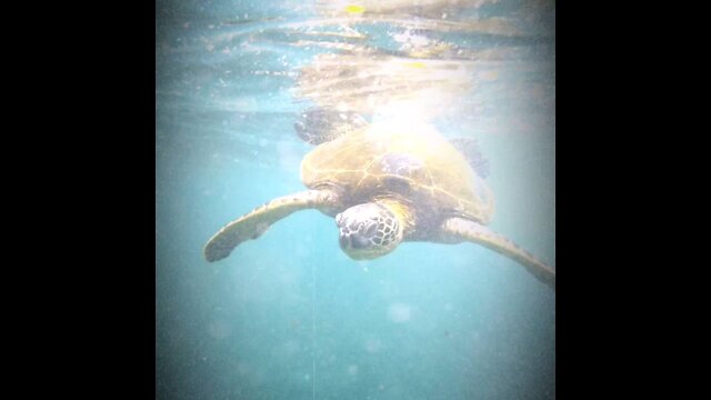 Snorkel day at Turtle Beach