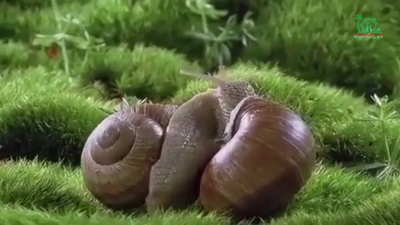 How were the snail born?