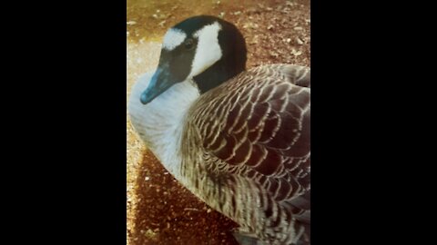 Giant Canadian geese