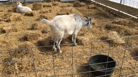 2022 Mar 11 Goats and High Tunnel