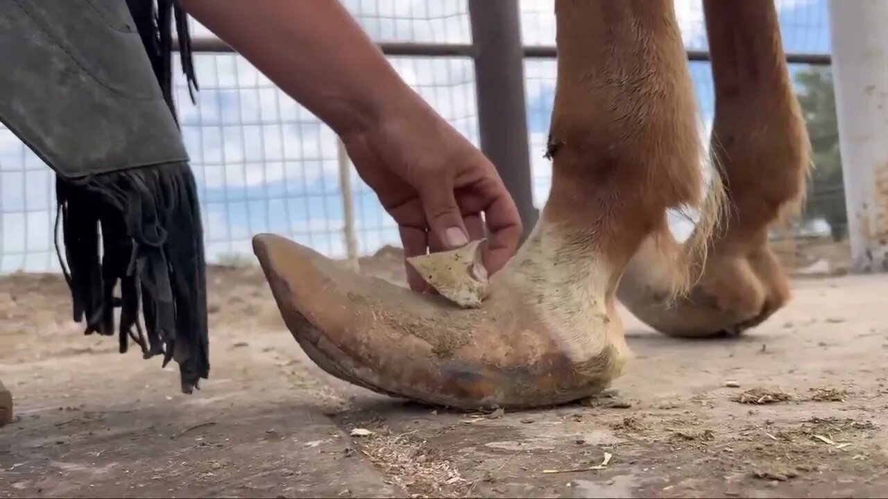 LONG HOOVES on ARABIAN STUD Horse Restoration-5