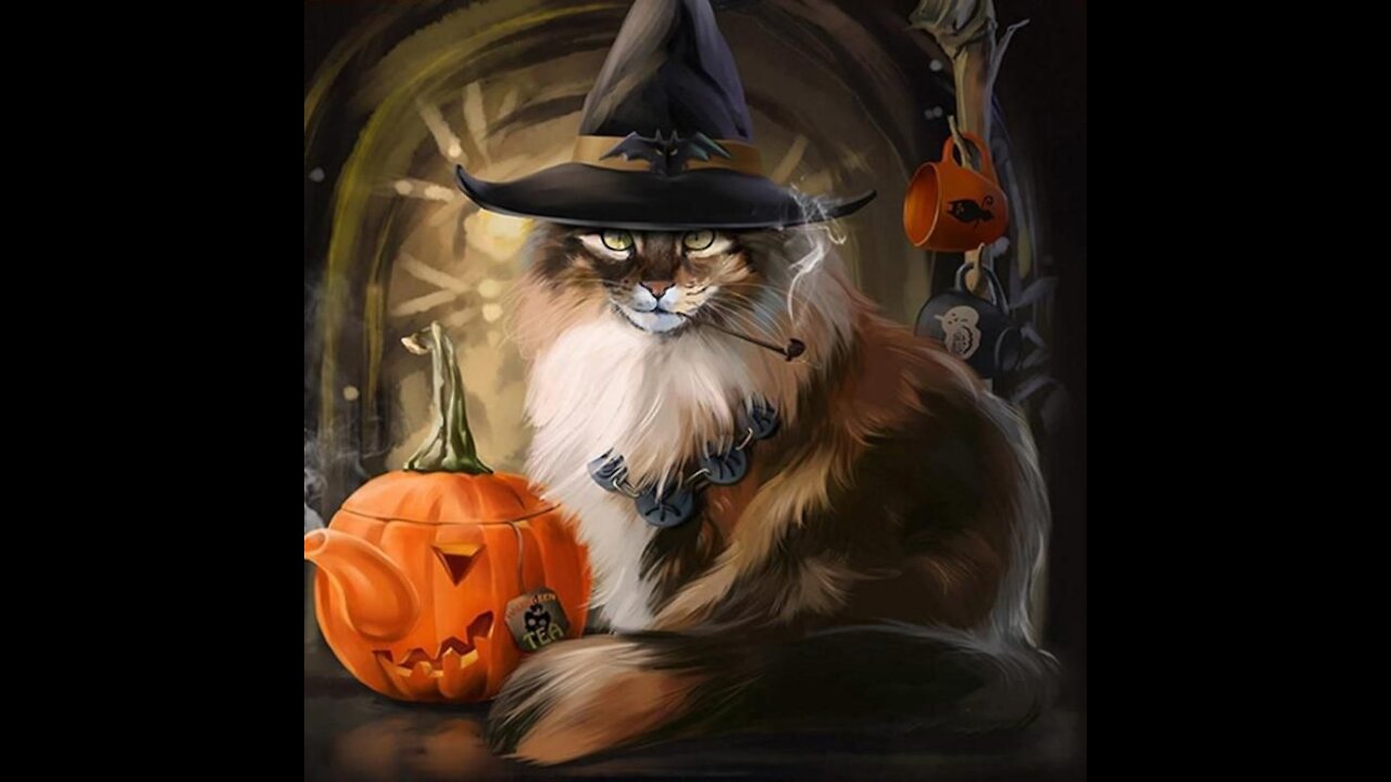 Halloween is comming . Cat getting massage .