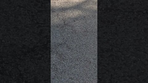 mud duaber or hornet #shorts