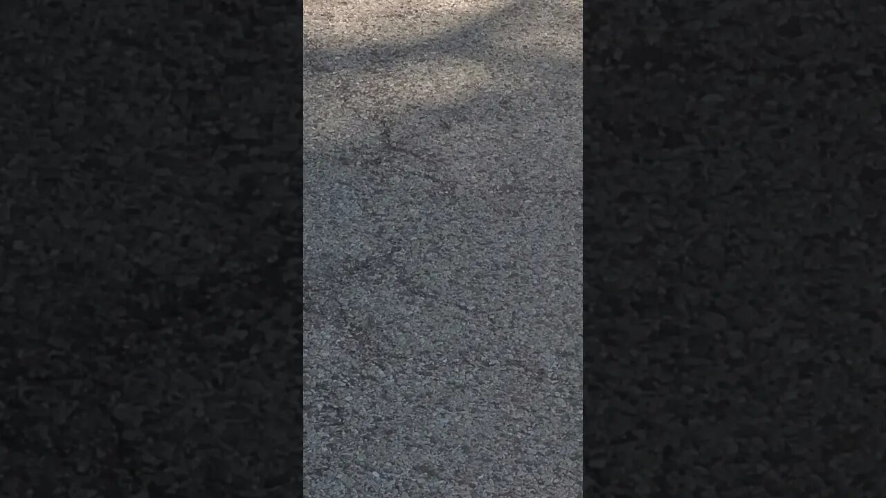 mud duaber or hornet #shorts