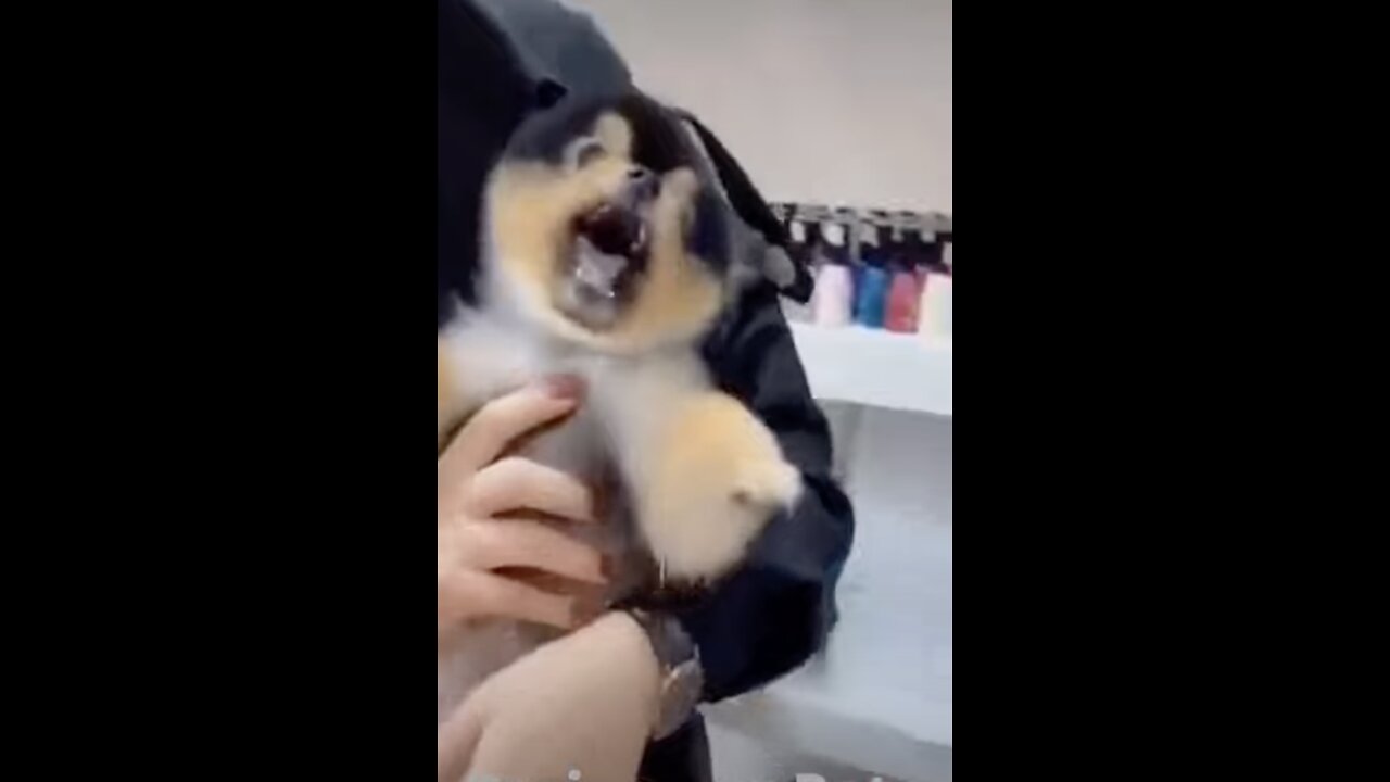 Funny Angry Dog compilation