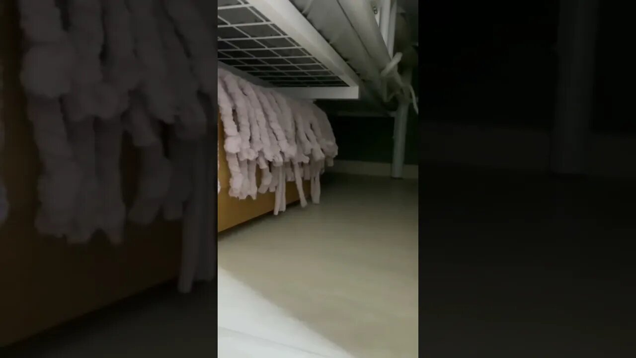 Cute little cat !! 🥰😘💕#shorts #cat #status #shortvideo #subscribe #short #song #shorts