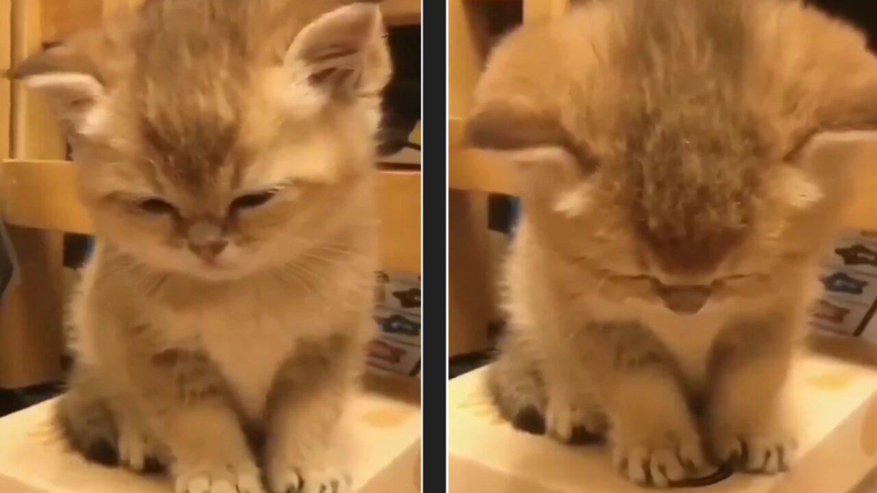 cat is sleeping funny video