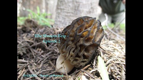 The Shroom Trip - Episode 2