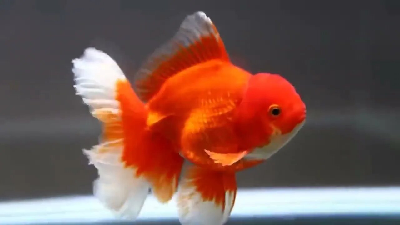 The most beautiful fish on earth | Best beautiful quality goldfish55 9