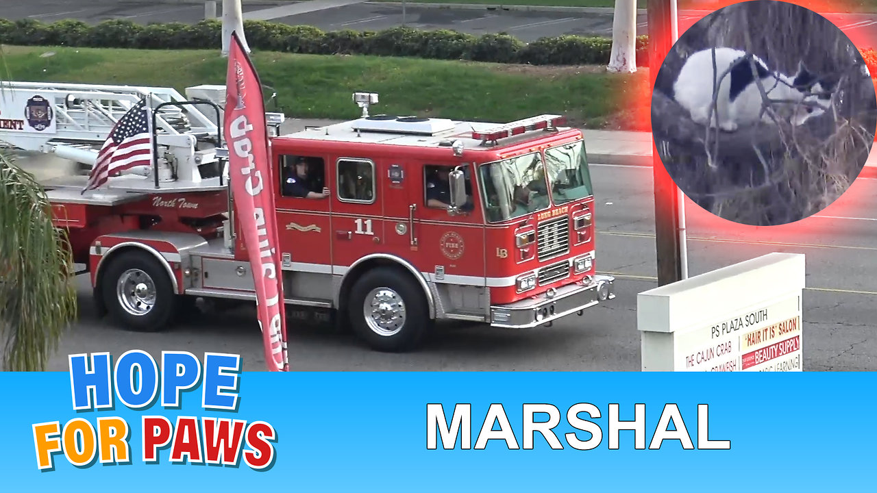 Hope For Paws and the Long Beach Fire Department working together to save Marshal!