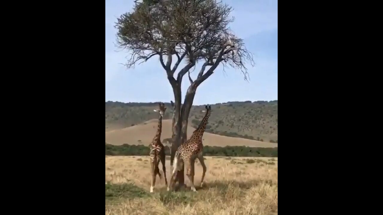 African carousel