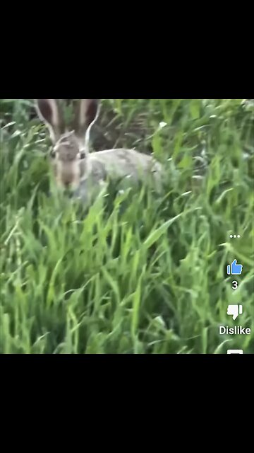 What animal sleeps with its eyes open?