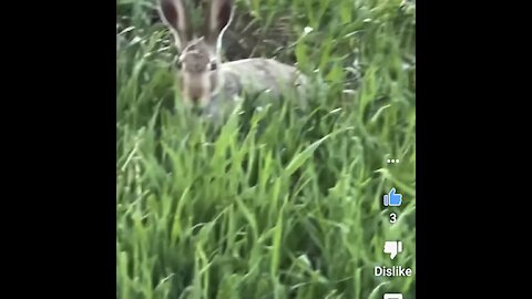 What animal sleeps with its eyes open?