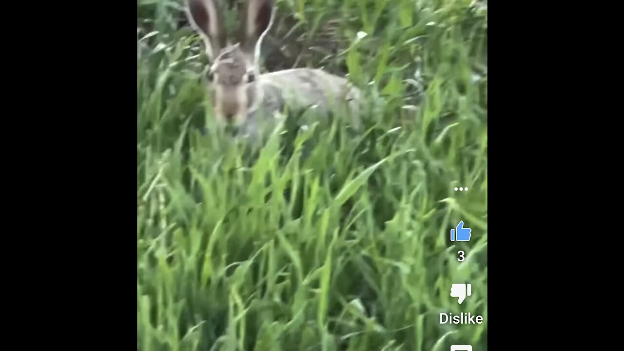 What animal sleeps with its eyes open?