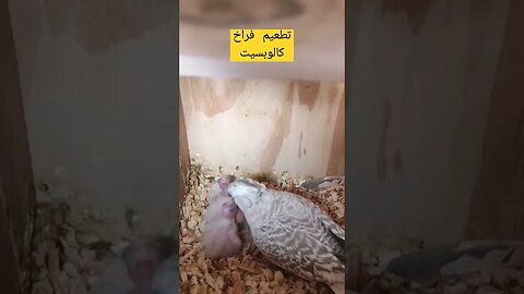 تطعيم فراخ كالوبسيت لاتينو كيوت روعة مرحبا