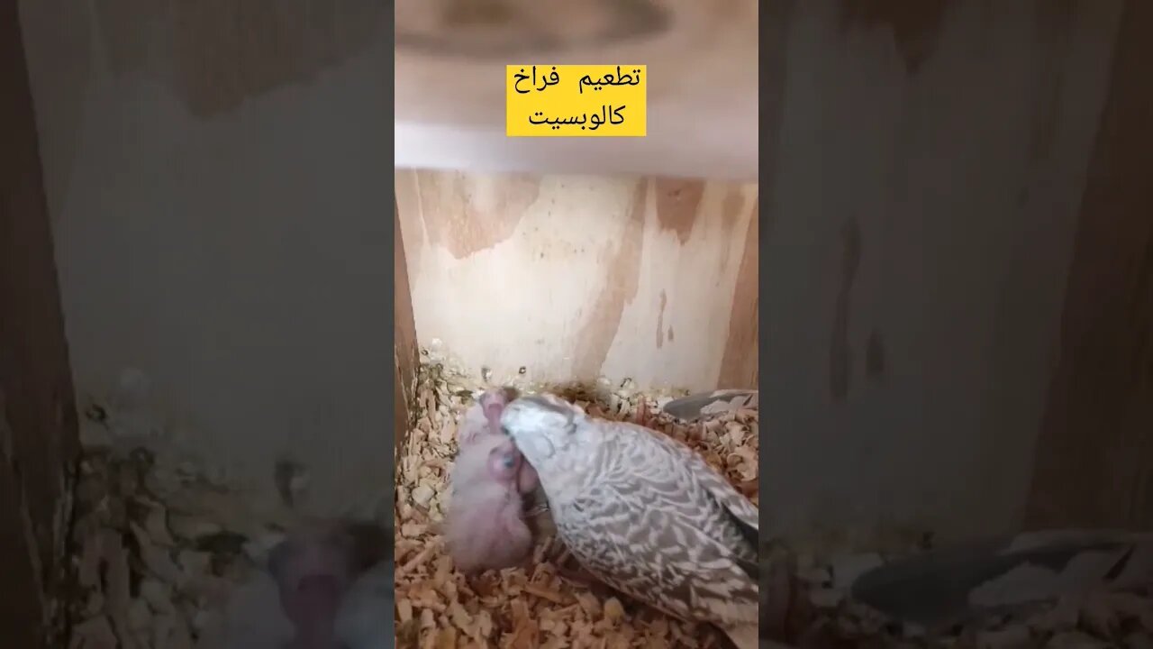 تطعيم فراخ كالوبسيت لاتينو كيوت روعة مرحبا