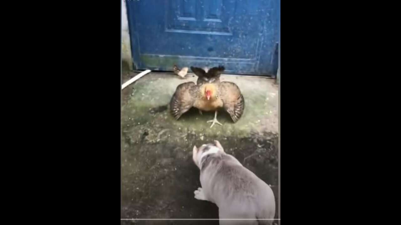 Funny Dog Fight Videos - DOG vs CHICKEN Fight