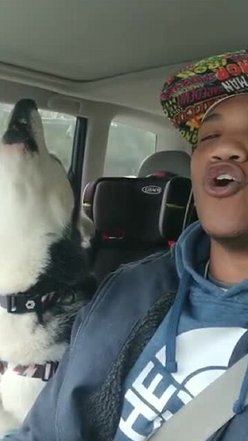 Husky And Owner Hilariously Sing Together In The Car