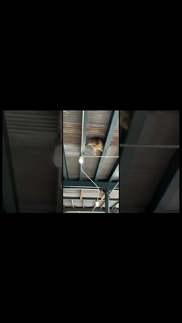 007 Raccoon Edition!