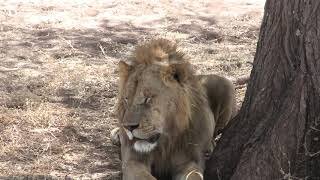 Male Lion Resting. Looks like he's been in a Fight.