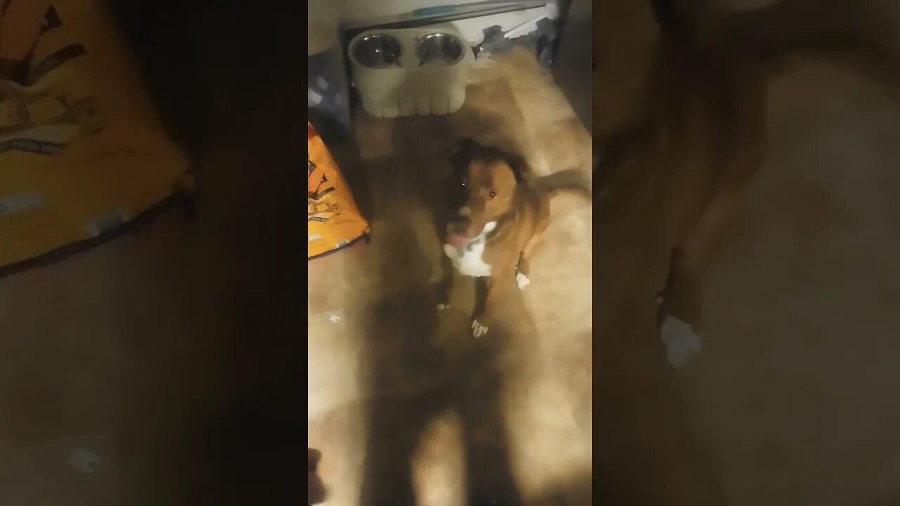 automatic #mambamentality #pitbull #labrador #fetch