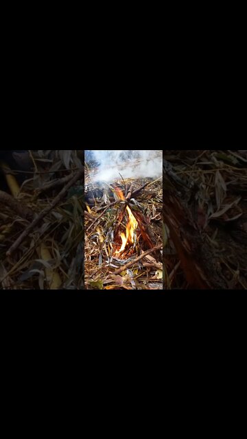 Fire Starter #shorts #fire