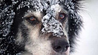 Ce maître sauve son chien des eaux glaciales