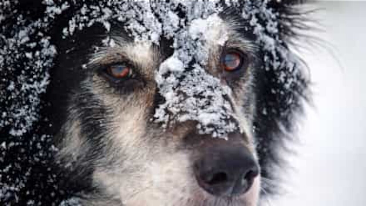 Ce maître sauve son chien des eaux glaciales