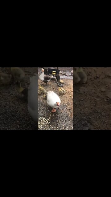 The geese lost two goslings in the flood
