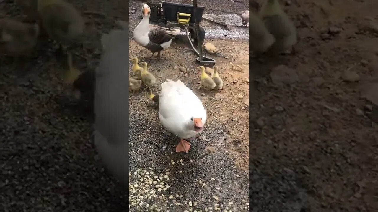 The geese lost two goslings in the flood