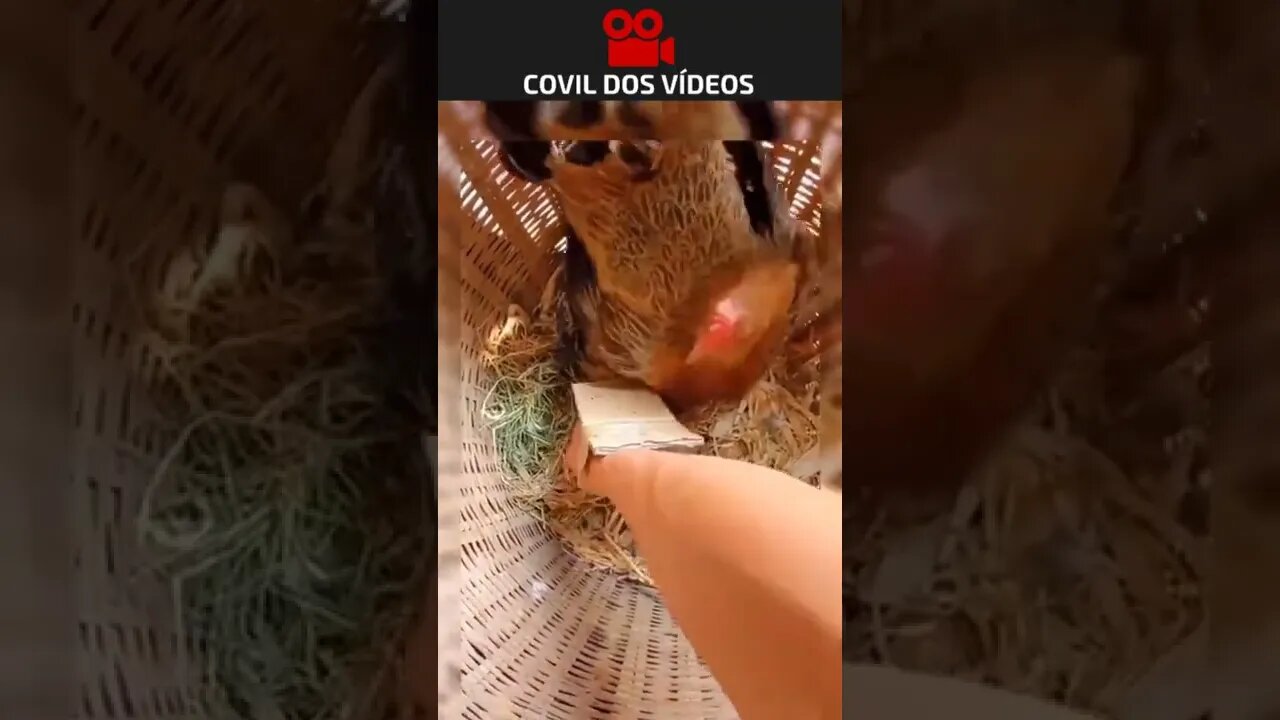 invenção genial para criadores de galinhas