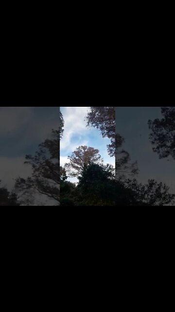 lets take 60 seconds to appreciate Nature (asmr, calm)