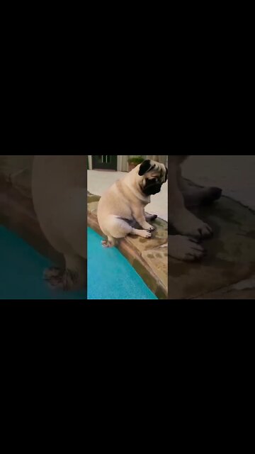 So cute pugs🐾🐾 #shorts