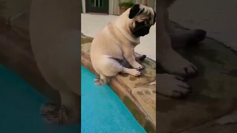 So cute pugs🐾🐾 #shorts
