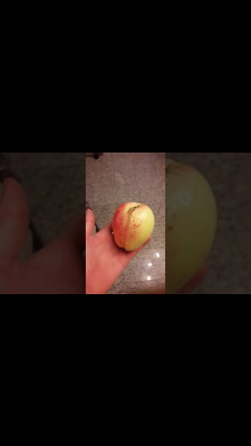 Verwilderte Apfelsorte | Klein, Süß, saftig