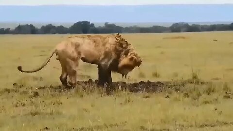 Great rivalry between Lions and Hyenas.