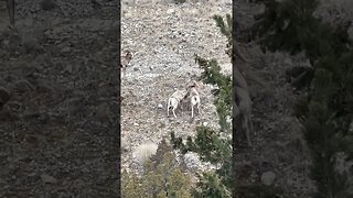 Rocky Mountain Bighorn Sheep