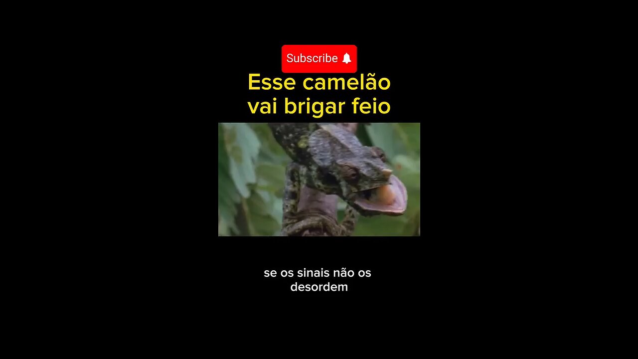 Esse camelao viral brigar ferio