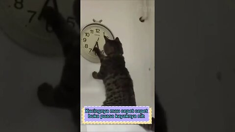 Kucing yang ingin cepat cepat buka puasa