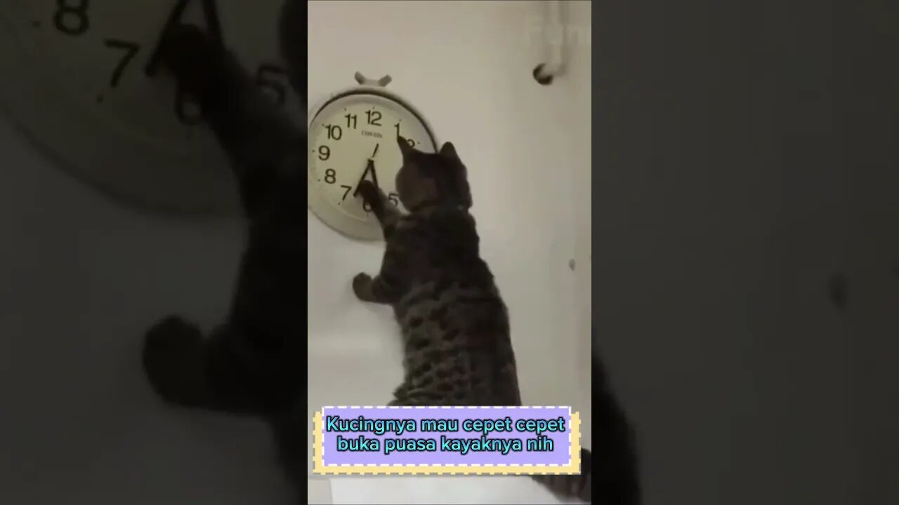 Kucing yang ingin cepat cepat buka puasa