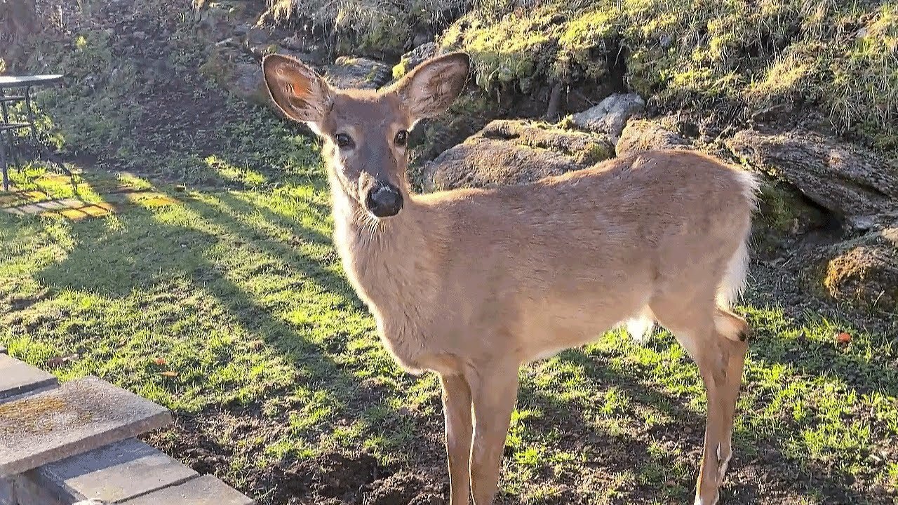 Curious Wild deer comes looking for some tasty and sweety treats!