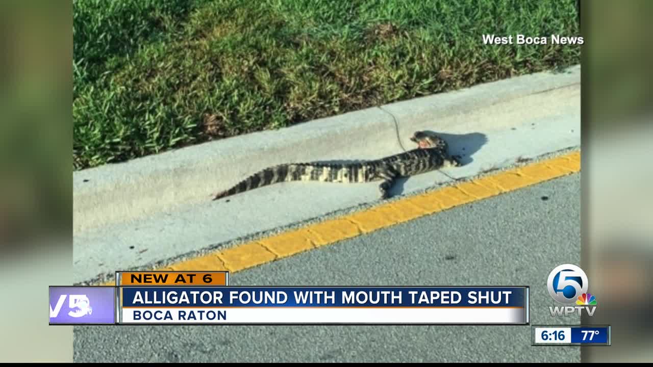 Alligator found with mouth taped shut in Boca Raton