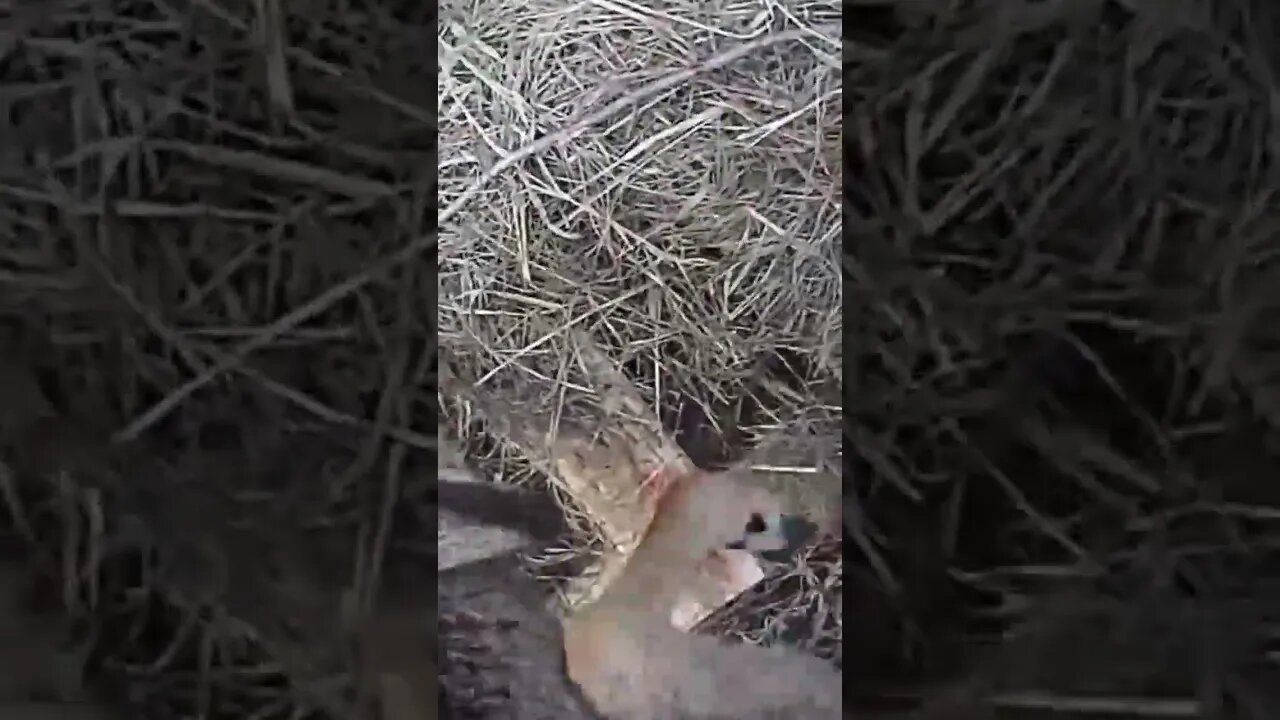 Rescuing a Frightened Deer Stuck on a Fence