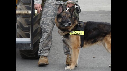 Teaching dogs to guard