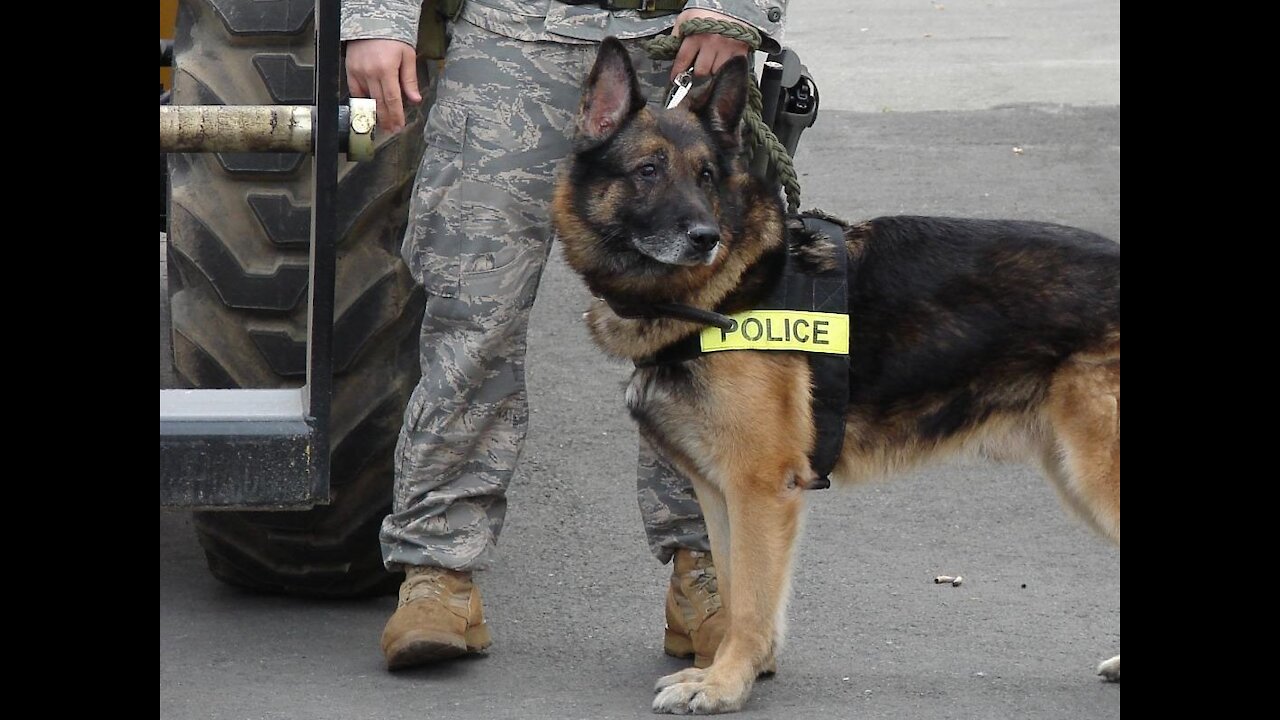 Teaching dogs to guard