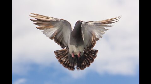 Flying My High Flyer Pigeons