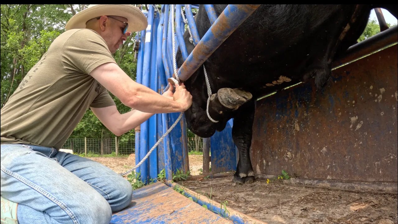 Will any of the bulls be capable of breeding our heifers?