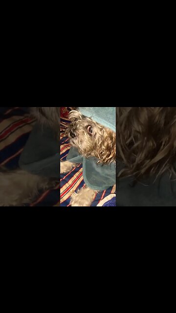 Magick with Valentino #shorts #dog