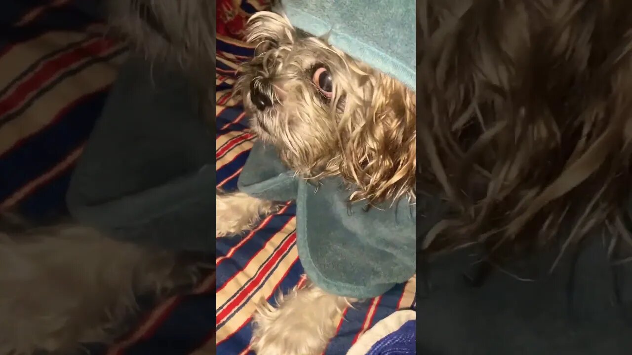 Magick with Valentino #shorts #dog